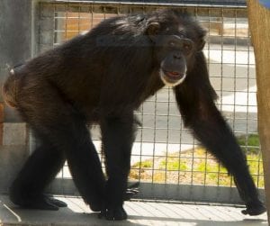 One of Project Chimp's retirees pictured at NIRC. Photo courtesy of University of Lousiana - Lafayette.
